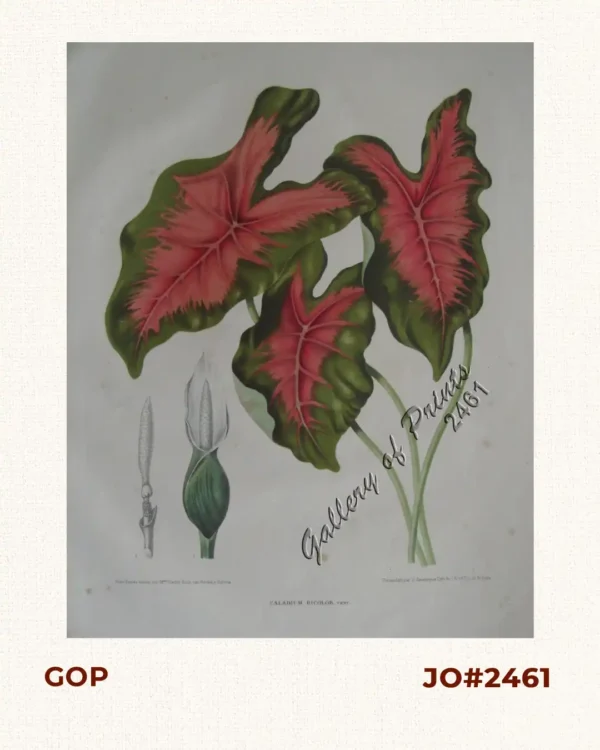 Caladium Bicolor. Vent. [English: Caladium]