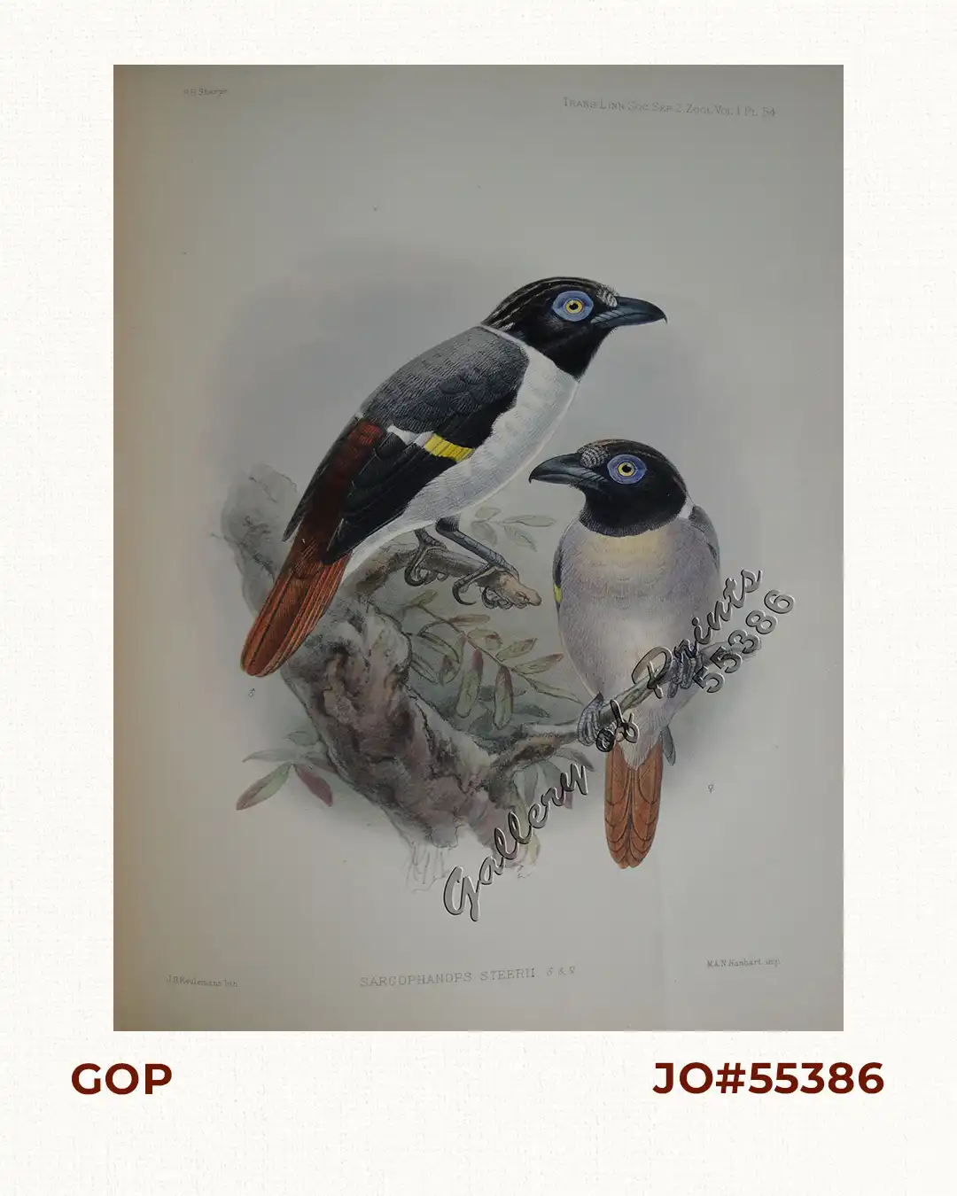 Sarcophagus Steerii (male & female) (Wattled Broadbill)