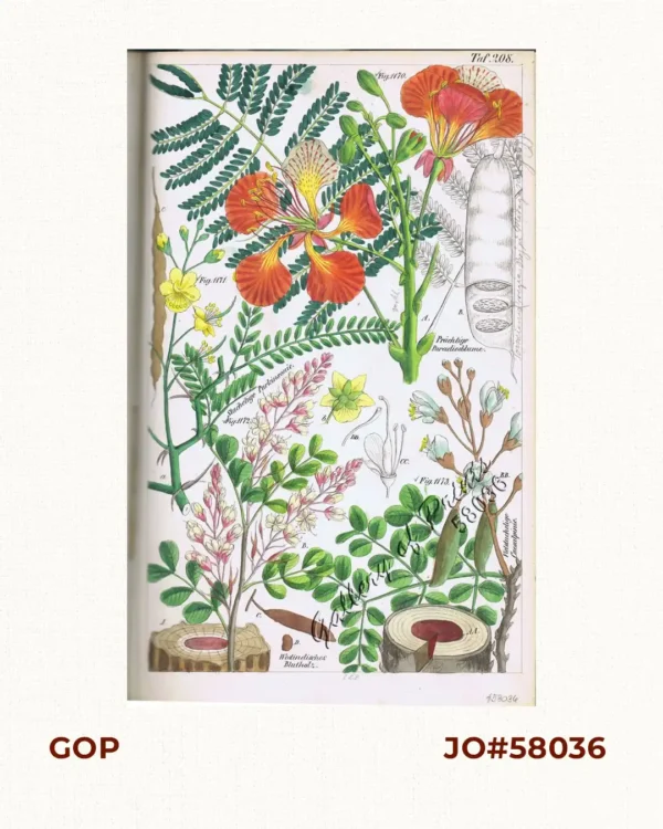 Prächtige Paradiesblume. Fig. 1170. [Magnificent Paradise flower]; Stachelige Parkinsonie. Fig. 1171. [Thorny Parkinson]; Westindisches Blutholz. Fig. 1172. [West Indian Bloodwood]; Vielstachelige Caesalpinie. Fig. 1173. [Many-thorned Caesalpinia]
