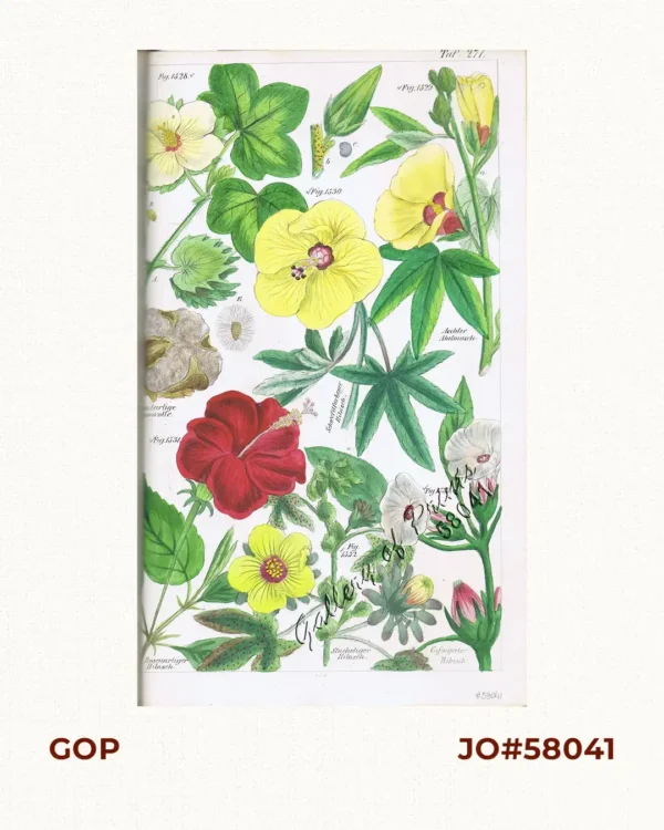 Krautartige Baumwolle. Fig. 1528. [Herb-like Cotton]; Scwefelfarbener Hibisch. Fig. 1530. [Sulphur-colored Hibiscus]; Rosenartiger Hibisch.fig. 1531. [Rose-like Hibiscus]; Stacheliger Hibisch. Fig. 1532. [Thorny Hibiscus]; Gefingerter Hibisch. Fig. 1533. [Fingered Hibiscus]