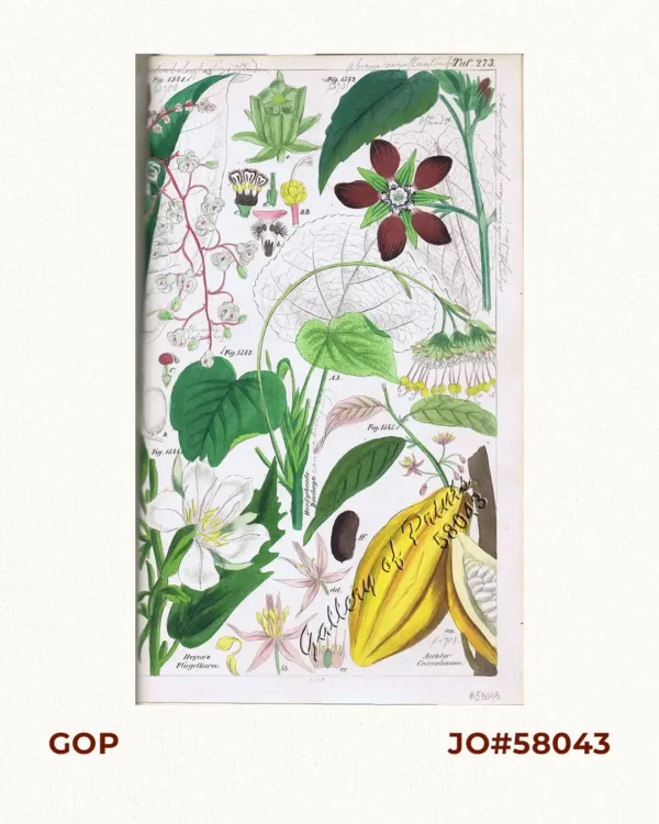Länglichblättriger Stinkbaum. Fig. 1541. [Long-leafed Tropical Chestnut / Sterculia]; Abroma angulatum Lam.; Abroma fastuosum Jacq. Fig. 1542.; Hanfgebende Dombeya. Fig. 1543. [Hemp-giving Dombeya]; Heyne's Flügelkern. Fig. 1544. [Heyne's Wingcorn]; Aechter Cacaobaum. Fig. 1545. [Genuine Cocoa tree]