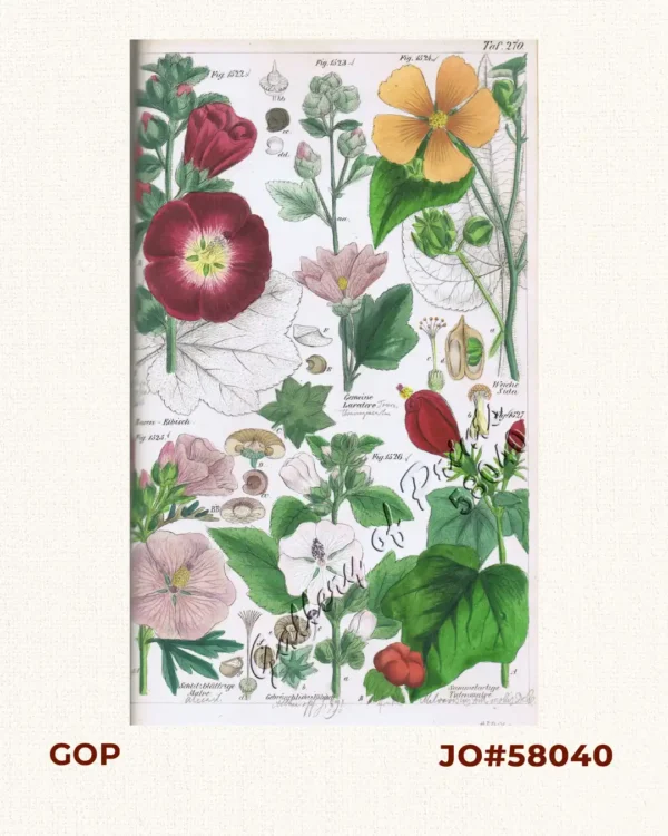 Rosen-Eibisch. Fig. 1522. [Rose-Althaea]; Gemeine Lavatere. Fig. 1523. [Common Lavater]; Weiche Sida. Fig. 1524. [Soft Sida]; Schlitzblättrige Malve. Fig. 1525 [Slit-leaved Malva]; Gebräuchlichei Eibisch. Fig. 1526. [Useful Althaea]; Sammetartig
