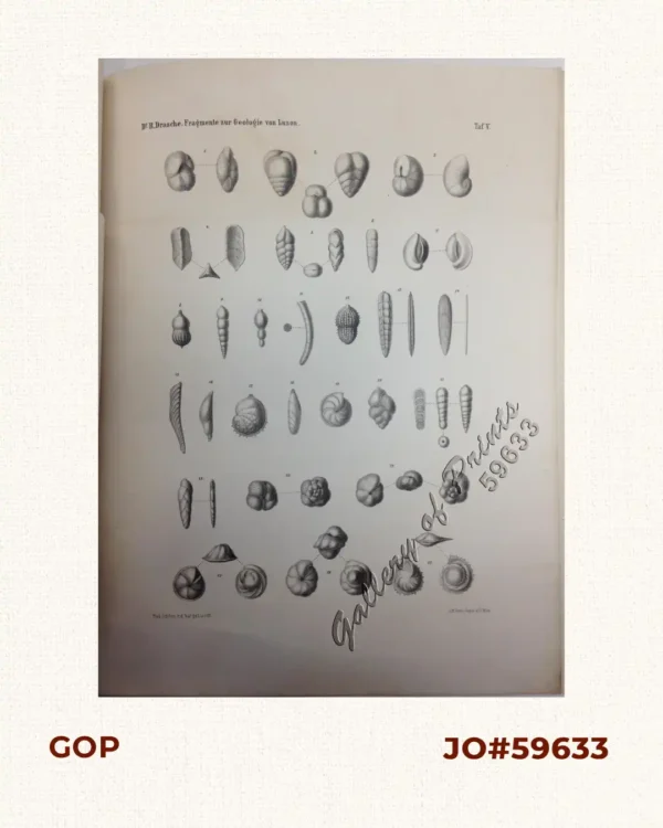 [Shells]