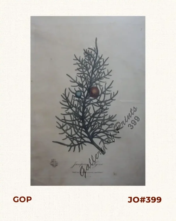 Juniperus Lycia
