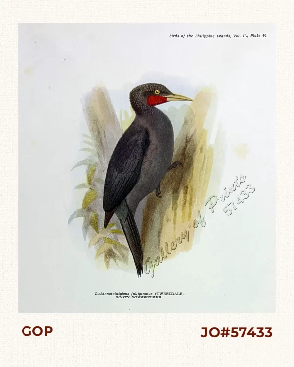 Lichtensteinipicus fuliginosus [Sooty Woodpecker]