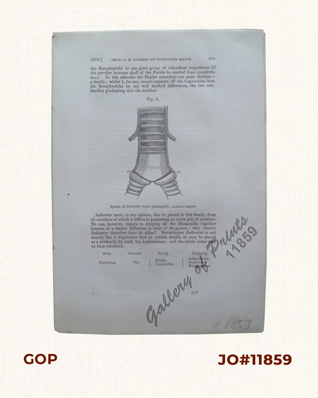 Contributions to the Ornithology of the Philippines. - No. XI. On the Collection made by Mr. A. H. Everett at Zamboanga, in the island of Mindanao. By Arthur, Marquis of Tweeddale, F.R.S., President of the Society.