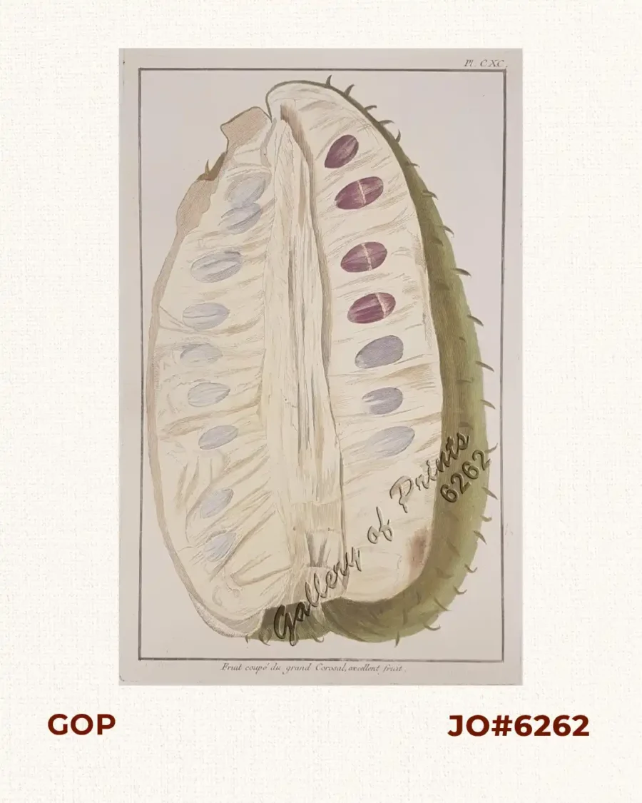Fruit coupé du grand Corosal, excellent fruit [Guayabano] - Gallery of ...