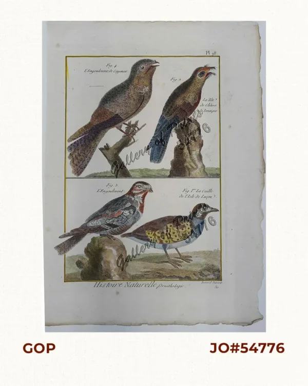 1) La Caille de L'Isle de Lucon.     [Luzon Quail] 2) La Tête de Chêure de la Jamaique.     [Jamaican Quail] 3) L'Engoulevent.     [Nightjar] 4) L'Engoulevent de Cayenne.     [The Cayenne Nighthawk]