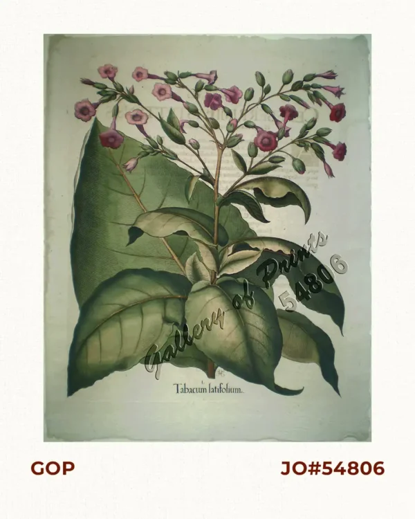 Tabacum Latifolium ( Tobacco plant )