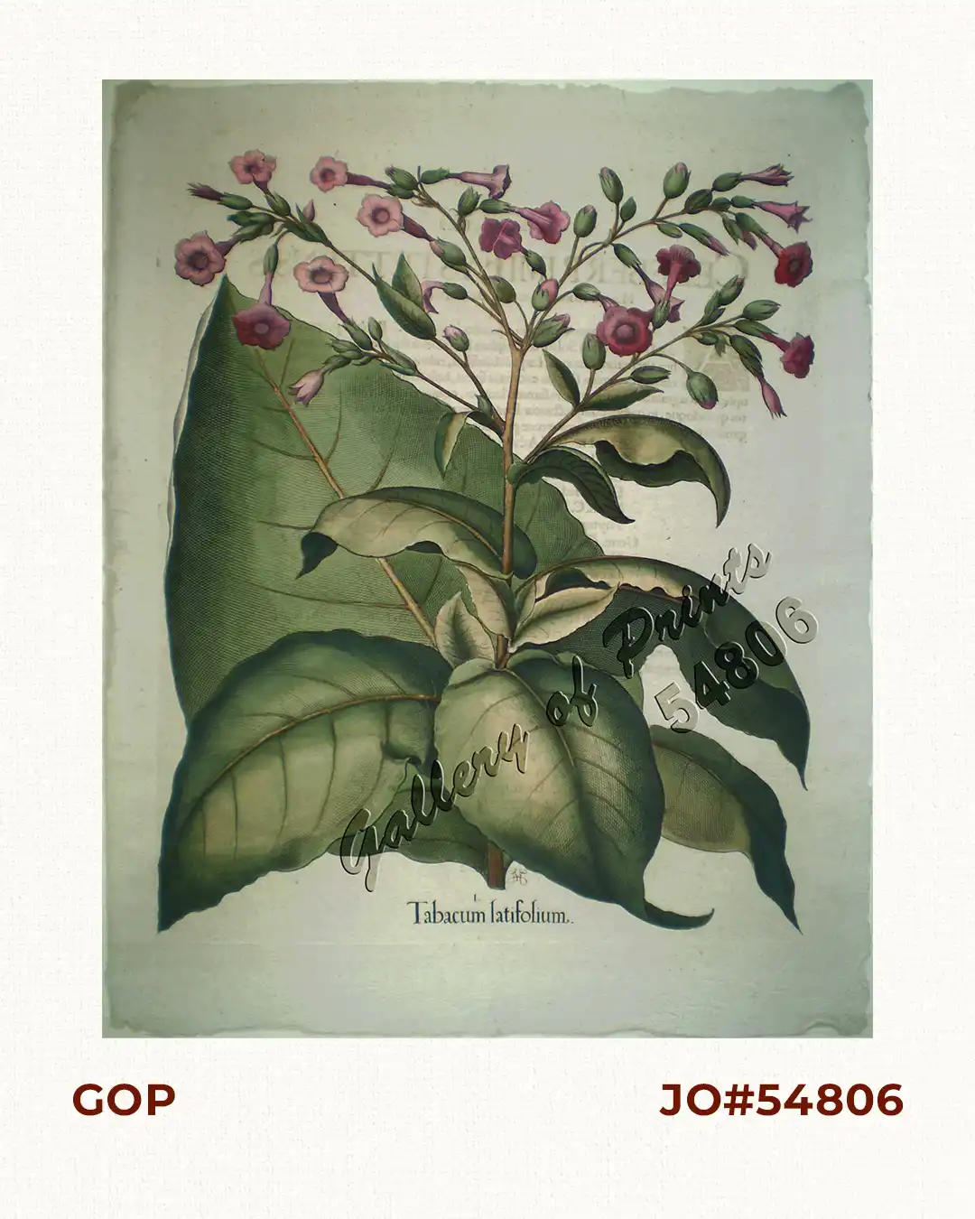 Tabacum Latifolium ( Tobacco plant )