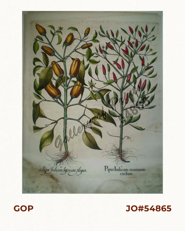 1. Piper Indicum . . . [Red Pepper] 2. Piper Indicum . . . [Yellow Pepper]
