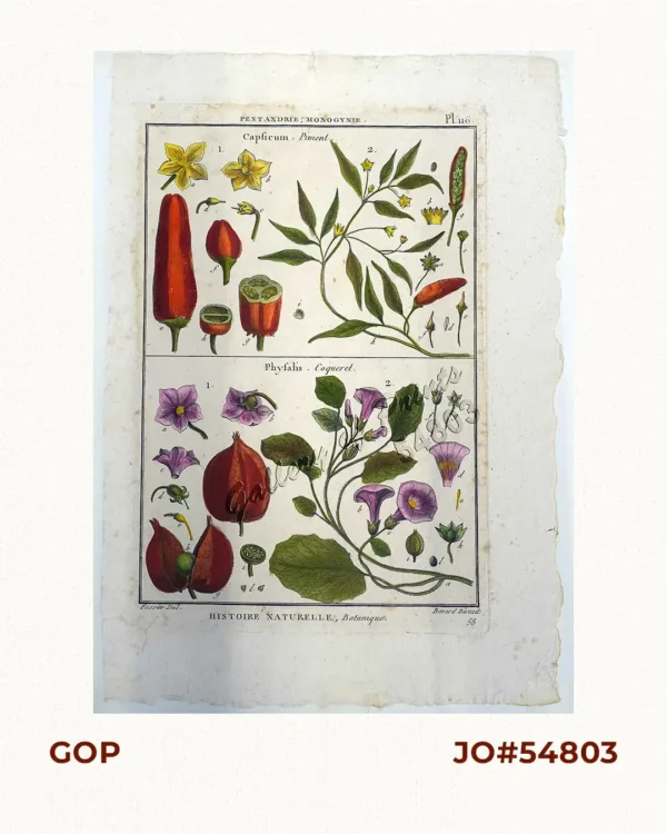 Pentandrie, Monogynie 1) Capsicum - Piment 2) Physalis - Coqueret