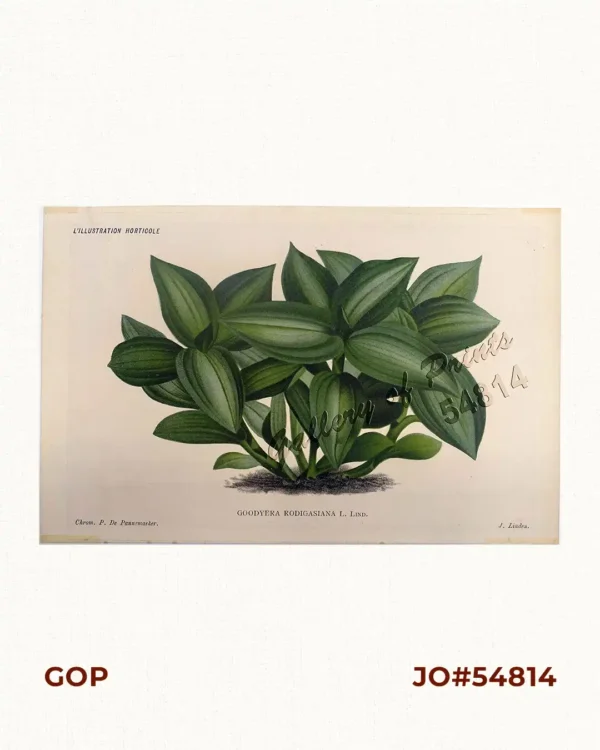 Goodyera Rodigasiana L. Lind. [Jewel Orchid]