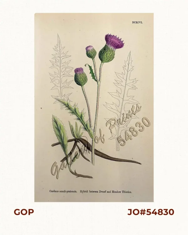 Cardnus acauli-pratensis. Hybrid between Dwarf and Meadow Thistles.