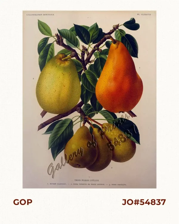 Trois Poires d'Elite 1) Beurre Clairgeau 2) Poire Premices de Marie Lesueur  3) Poire Fertility (Pears)