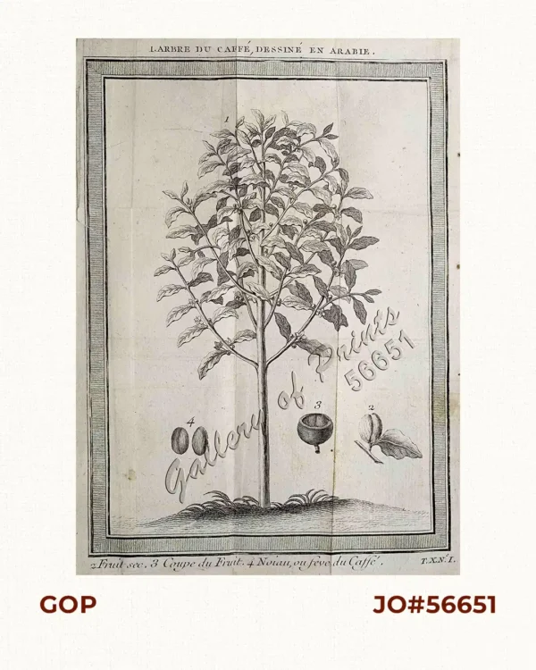 1. Arbre du Caffe, Dessiné en Arabie, 2. Fruit sec, 3. Coupe du Fruit, 4. Noiau, ou feve du Caffé.