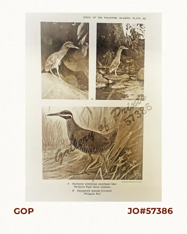 A. Nycticorax caledonicus manillensis [Philippine Night Heron (juvenile)] B. Hypotænidia torquata [Philippine Rail]