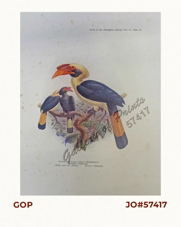 Penelopides panini affinis [Allied Tarictic / Hornbill] (right and left) male (center) female