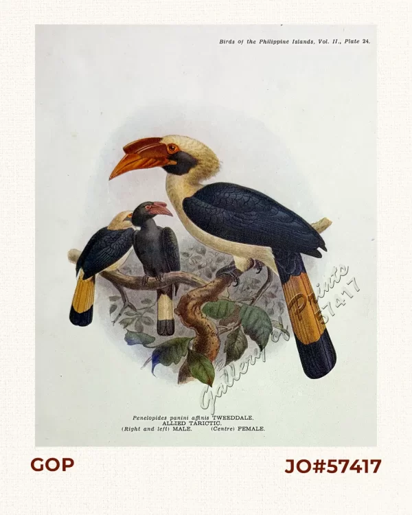 Penelopides panini affinis [Allied Tarictic / Hornbill] (right and left) male (center) female