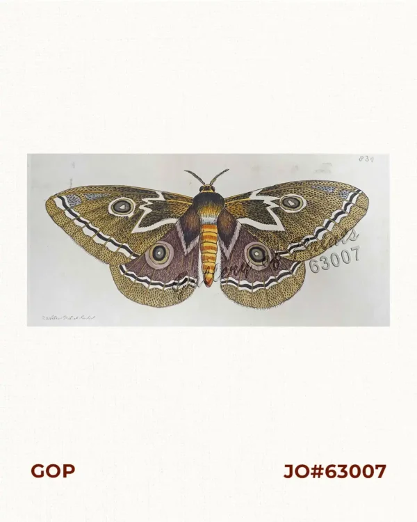 [Zig-zag emperor silkmoth, Gonimbrasia tyrrhea  (African peacock moth, Phalaena tyrrhea)]