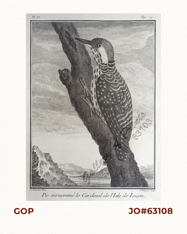 Pic surnommé le Cardinal de l'Isle de Luçon.  [Peak named the Cardinal in the Island of Luzon]