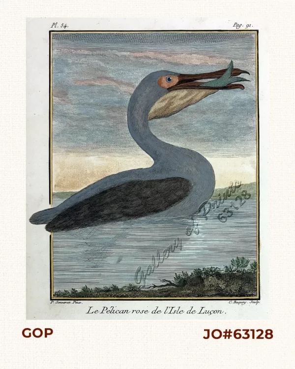 Le Pélican rose de l'Isle de Luçon.  [The rose-coloured pelican in the Island of Luzon]