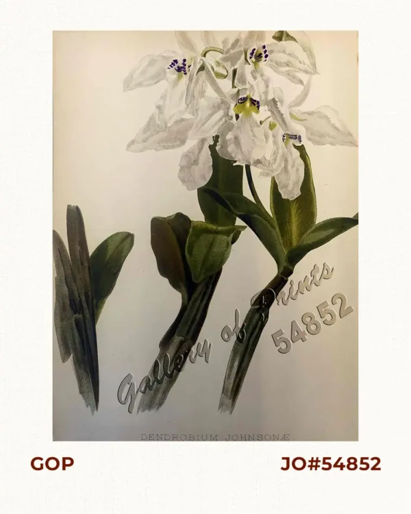 Dendrobium Johnsonæ [White Orchids]