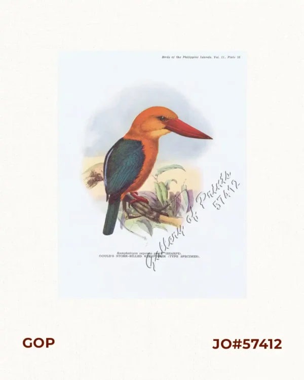 Ramphalcyon capensis gouldi  [Gould's Stork-billed Kingfisher (type specimen)]