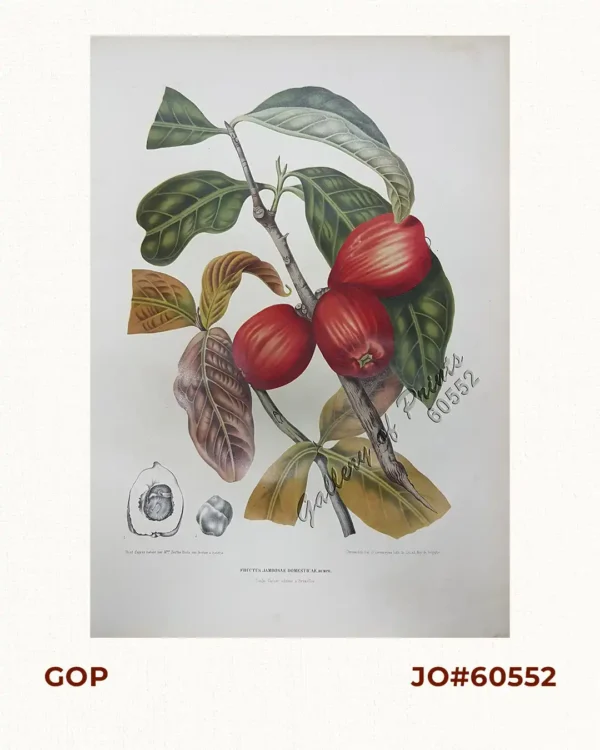 Fructus Jambosae Domesticae. Rumph. [English: Malaysian Apple] [Local Name: Makopa]