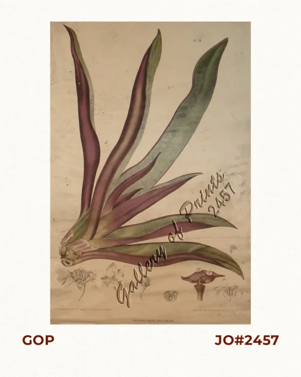 Tradescantia Discolor. Smith. [Spiderwort, Wandering Jew,  (Commelinaceae family)]