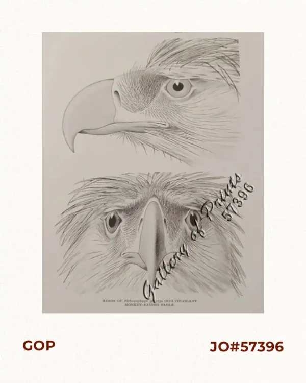 Heads of Pithecophagajefferyi Ogilvie-Grant. Monkey-eating Eagle.