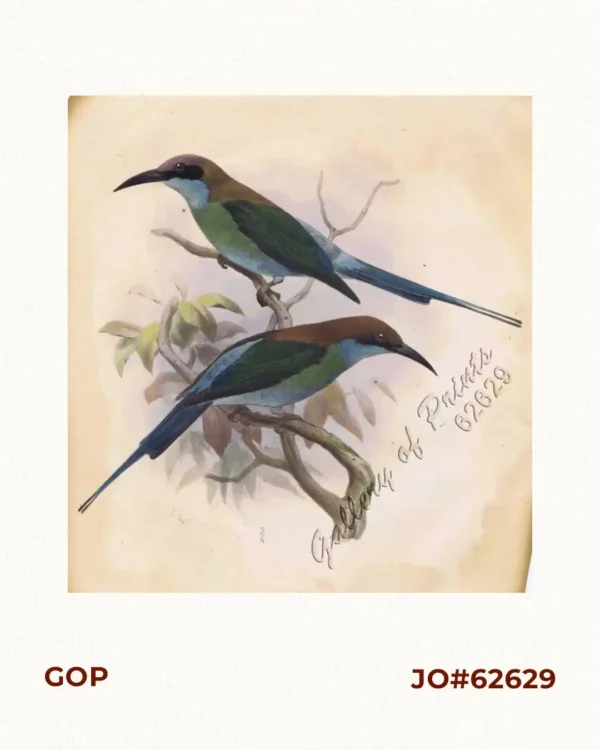 1) Merops Bicolor [Rufous-crowned Bee-eater]; 2) Merops Sumatranus [Blue-throated Bee-eater]