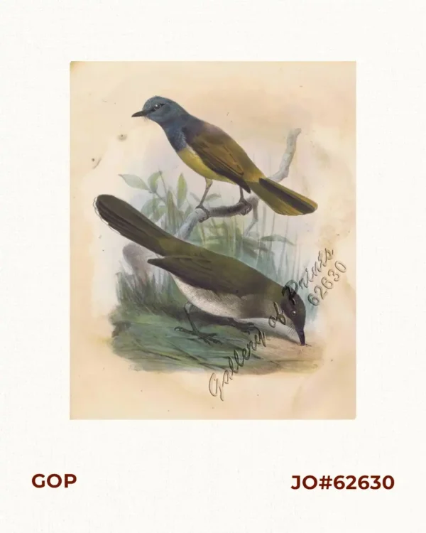 1) Philentoma Cyaniceps [Flycatcher]; 2) Pycnonotus Urostictus [Wattled Bulbul]