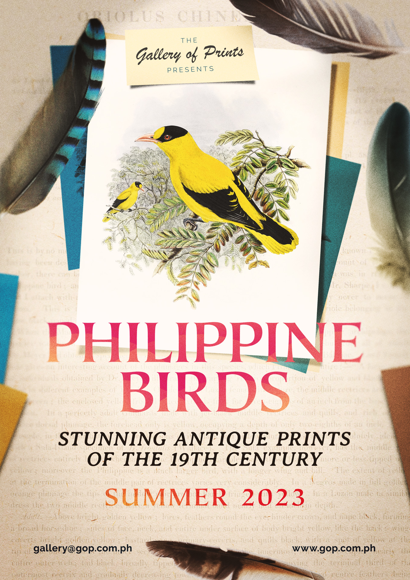 Philippine Birds