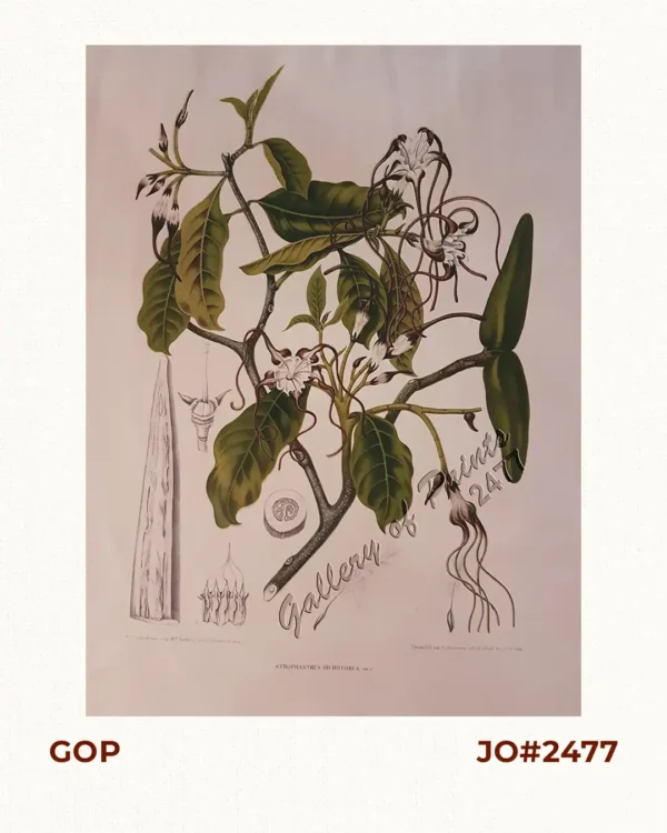 Strophanthus Dichotomus. Dec.: Kikoeija [Belongs to the Dogbane Family, i.e. Oleander, Calachuchi, etc. known for their fragrance]