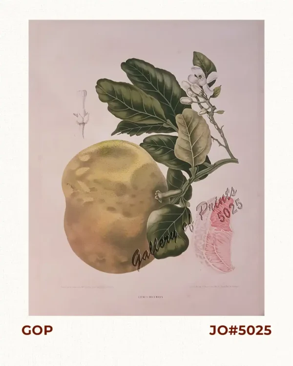 Citrus Decumana. L. [English: Pomelo.  Tagalog: Suha]