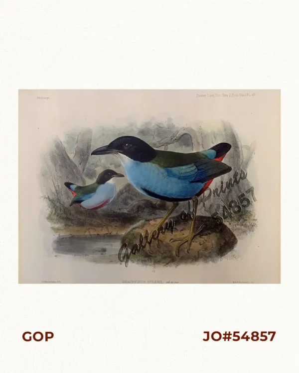 Brachyurus Steerii, ad. et jur. (Steere's Pitta)