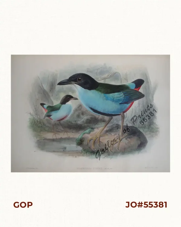 Brachyurus Steerii, ad. et jur. (Steere's Pitta)