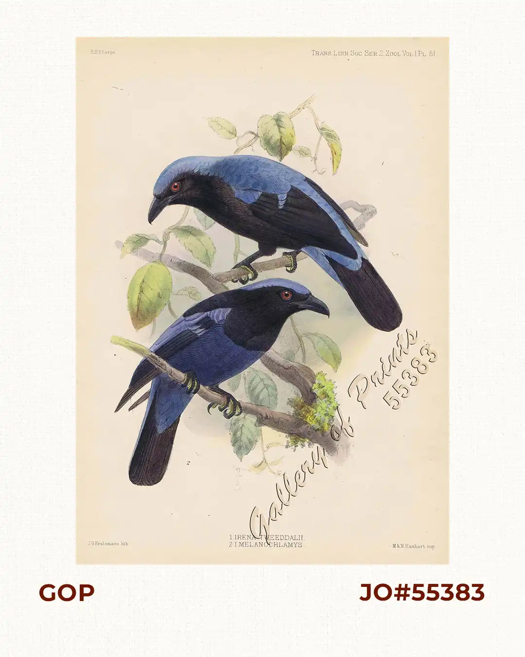 1) Irena Tweeddalii, 2) I. Melanochlamys. (1. Palawan Fairy BLuebird) (2.Philippine Fairy Bluebird)