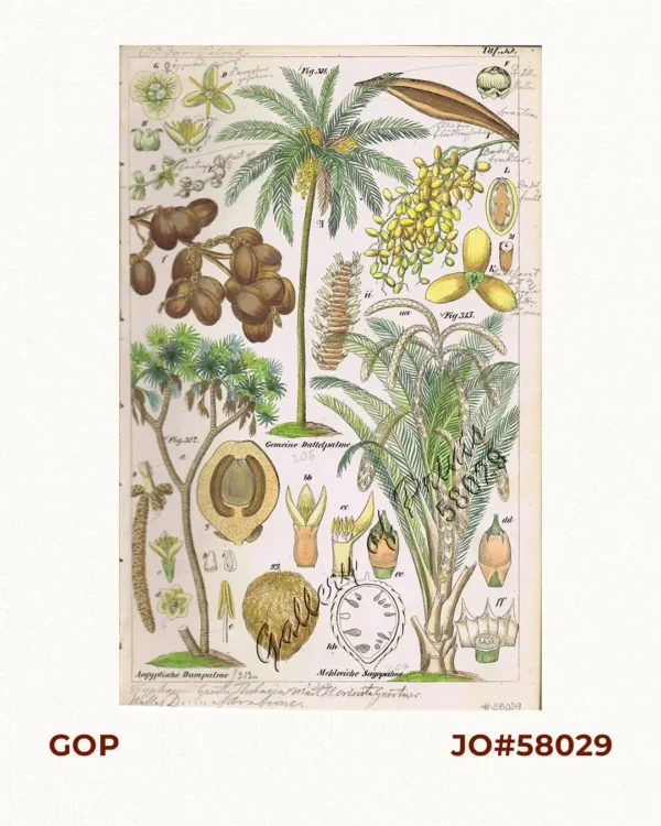Gemeine Dattelpalme. Fig. 311. [Date Palm]; Aegyptische Dumpalme. Fig. 312. [Egyptian Dumpalm]; Mehlreiche Sagopalme. Fig. 313. [Sago Palm]