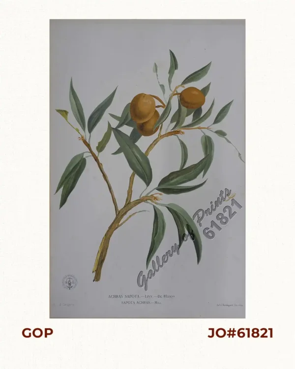 Achras Sapota. - Linn. - de Blanco. Sapota Achras. - Mill. [Local Name: Chico Fruit]