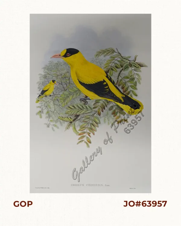 Oriolus Chinensis, Linn. [Philippine Oriole] [Black-naped Oriole]