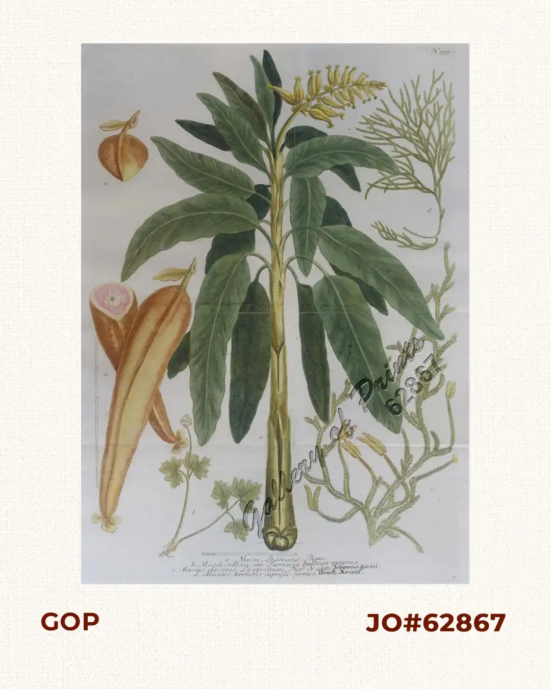 a. Musa, Banana, Pican. b. Moschatellina, seu Fumaria bulbosa minima. c. Muscus clavatus, Lycopodium, Pied de Lup, Johannis,, Gíértel. d. Muscus terrestris cupressi formis, Weint,, Kraŭf.