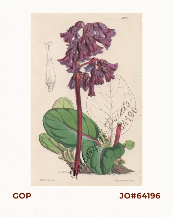 Saxifraga Purpurascens.  [Purple Himalayan Saxifrage]  [Purple Bergenia]