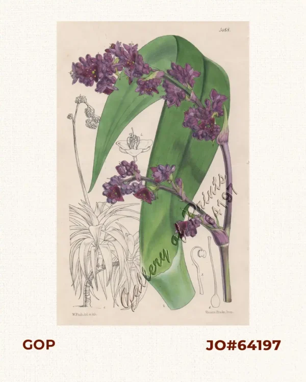 Tradescantia Warszewicziana  [Warszewicz's Spiderwort]  [Purple Roseling]