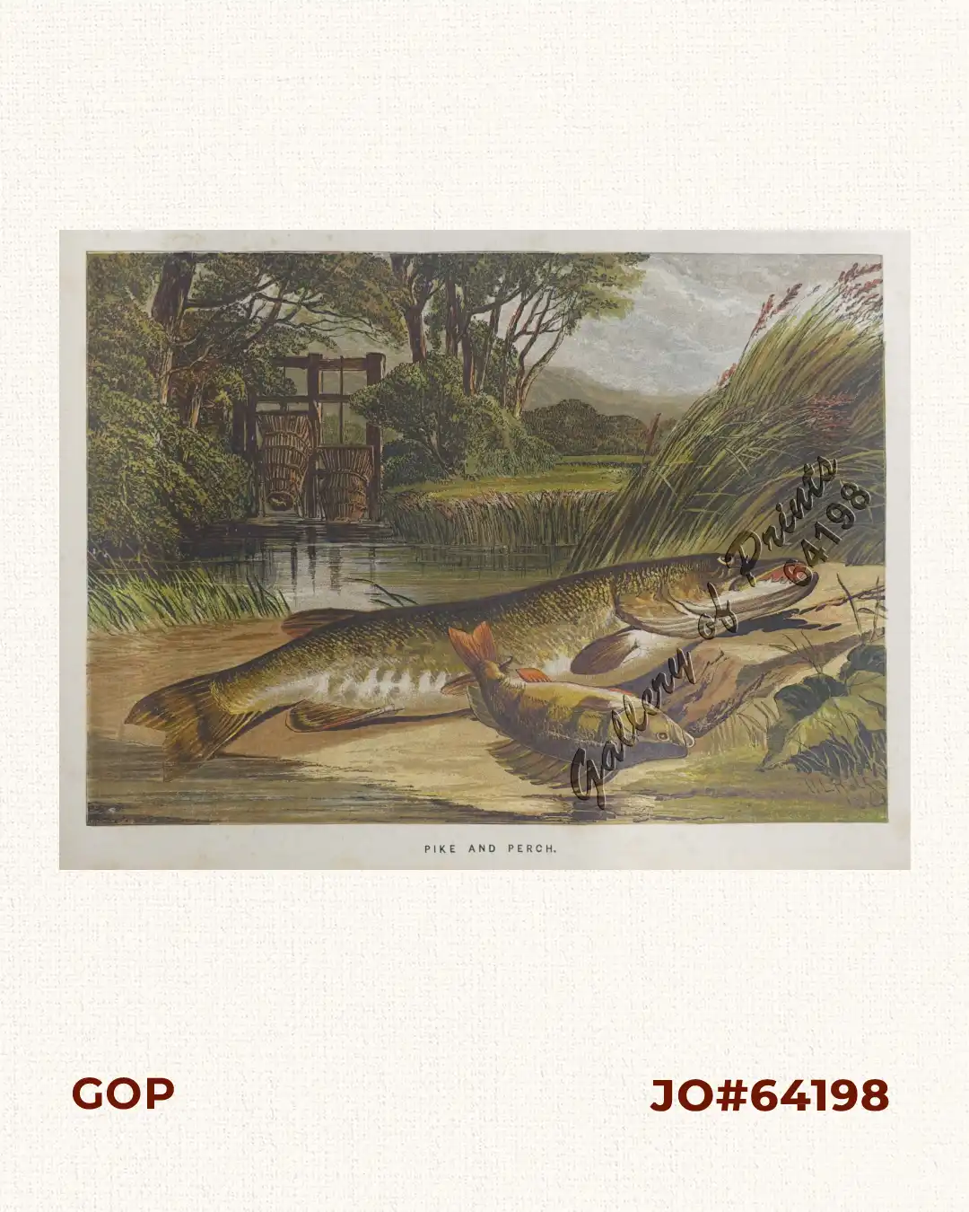 Pike and Perch