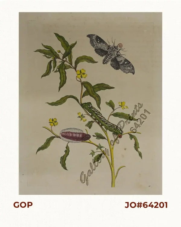 [Emperor Moth]