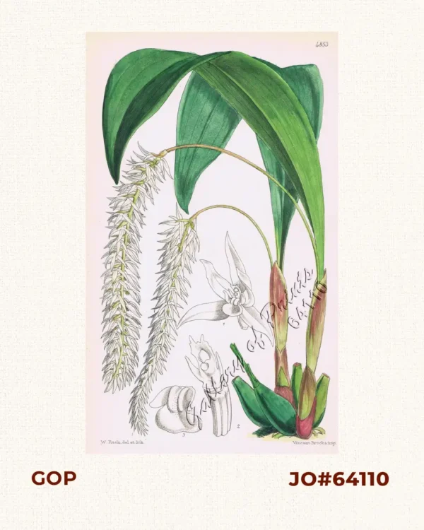 Dendrochilum Glumaceum.  [Hay-Scented Orchid]  [Husk-like Dendrochilum]