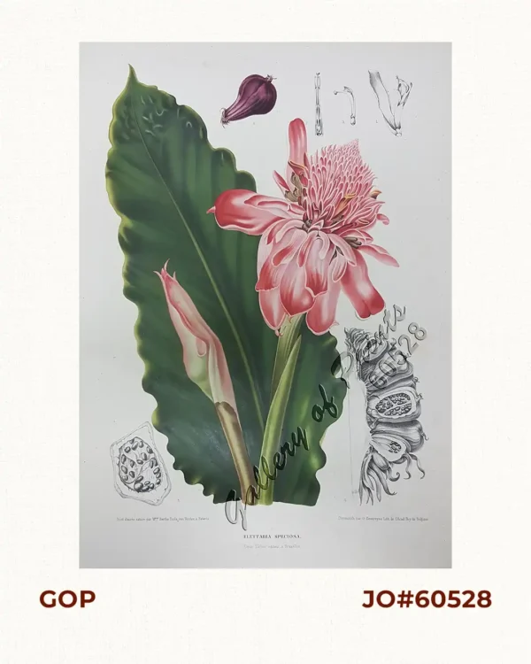 Elletaria Speciosa. Bl.[ume] [Philippine Waxflower; Torch Ginger, (Zingiberaceae family)] Synonym of Etlingera elatior (Jack)