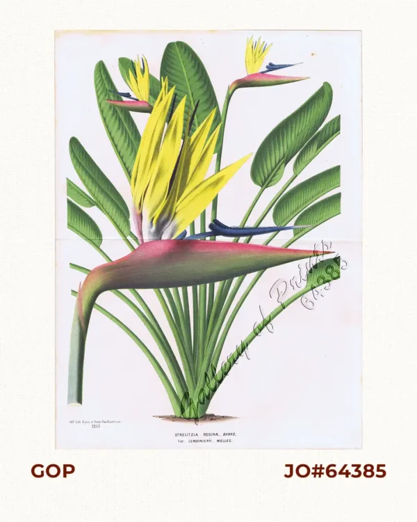 Strelitzia Reginae, Banks,  Var. Lemoinierii, Miellez.  [Bird of Paradise]